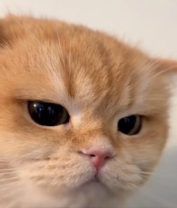 Kisa